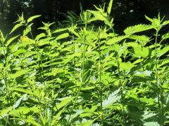 Brennnesseln Brennnesseln