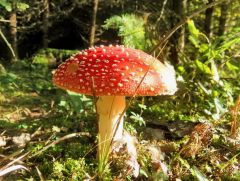 Herbstbote Herbstbote