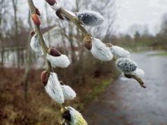 Frühlingsblüher Frühlingsblüher