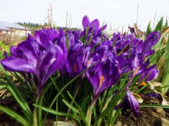 Frühlingsblüher Frühlingsblüher