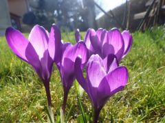 Krokusse Krokusse
