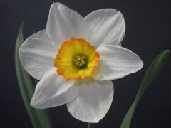 Narzisse Narzisse