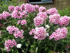 Sommerblumen Sommerblumen