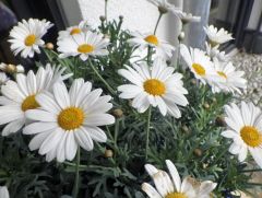 Margeriten Margeriten