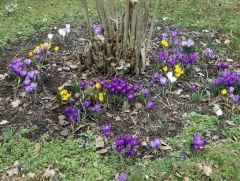 Blumen - Mix Blumen - Mix