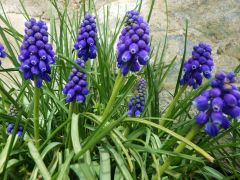 Zwerghyazinthen Zwerghyazinthen