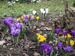 Frühlingsblüher Frühlingsblüher