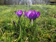 Krokusse im Licht Krokusse im Licht