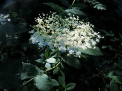 Holunderblüte Holunderblüte