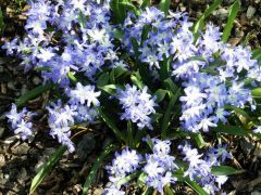 Blausterne Blausterne