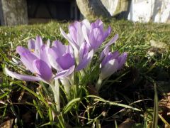 Frühlingsblüher im Allgäu Frühlingsblüher im Allgäu