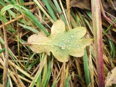 Tautropfen Tautropfen