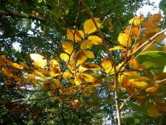 Laubfärbung Laubfärbung