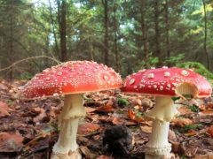 Herbstboten Herbstboten