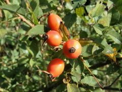 Hagebutten Hagebutten