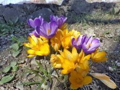 Krokus -Mix Krokus -Mix