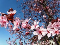 Frühblüher Frühblüher