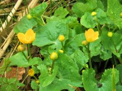 Sumpfdotterblumen Sumpfdotterblumen