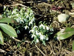 Frühlingsboten im Februar Frühlingsboten im Februar