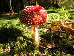 Herbstbote Herbstbote