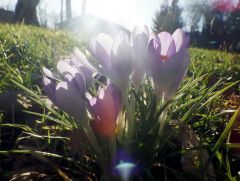 Krokusse im Licht Krokusse im Licht