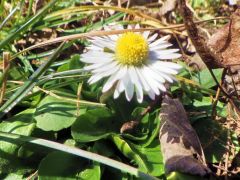 Frühlingsbote Frühlingsbote