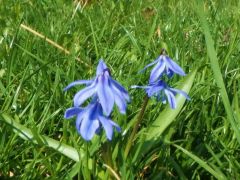 Blausterne Blausterne