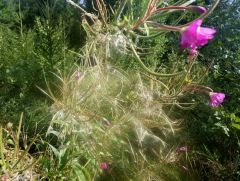 Blüten mit Samen Blüten mit Samen