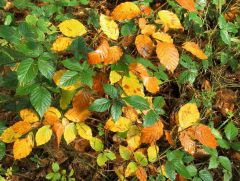 Herbstfarben Herbstfarben