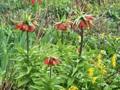 buntes Beet buntes Beet