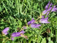 Glockenblume Glockenblume