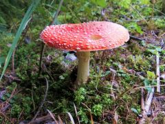 Herbstbote Herbstbote