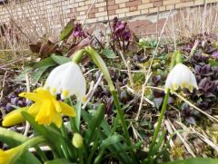 Frühlingsblumen Frühlingsblumen
