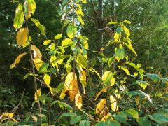 Blätter im Wald Blätter im Wald