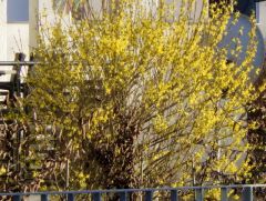 Frühlingsbote Frühlingsbote