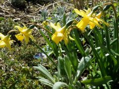 Narzissen Narzissen