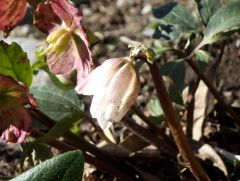 Christrose Christrose