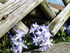 Blausterne Blausterne