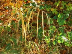 Herbstliches Ambiente Herbstliches Ambiente