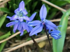 Frühlingsblüher Frühlingsblüher