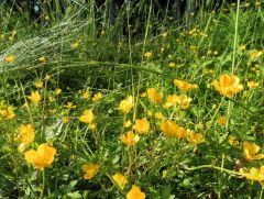 Butterblumen Butterblumen