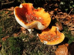 Herbstboten Herbstboten