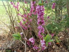Frühlingsblüher im Wald Frühlingsblüher im Wald