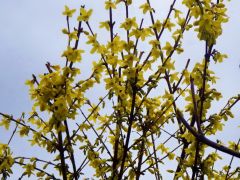 Forsythie Forsythie