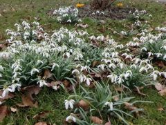 Schneeglöckchen Schneeglöckchen