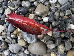 Blatt im Regen Blatt im Regen