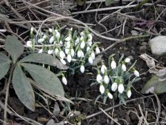 Frühlingsblüher im Winter Frühlingsblüher im Winter