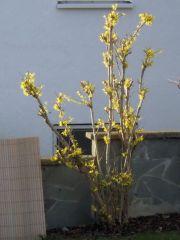 Frühlingsblüher Frühlingsblüher