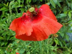 Mohn nach Regen Mohn nach Regen