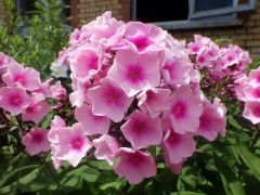 Phlox Phlox